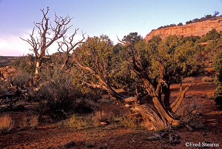 Colorado National Monument Juniper